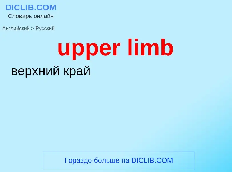 Как переводится upper limb на Русский язык