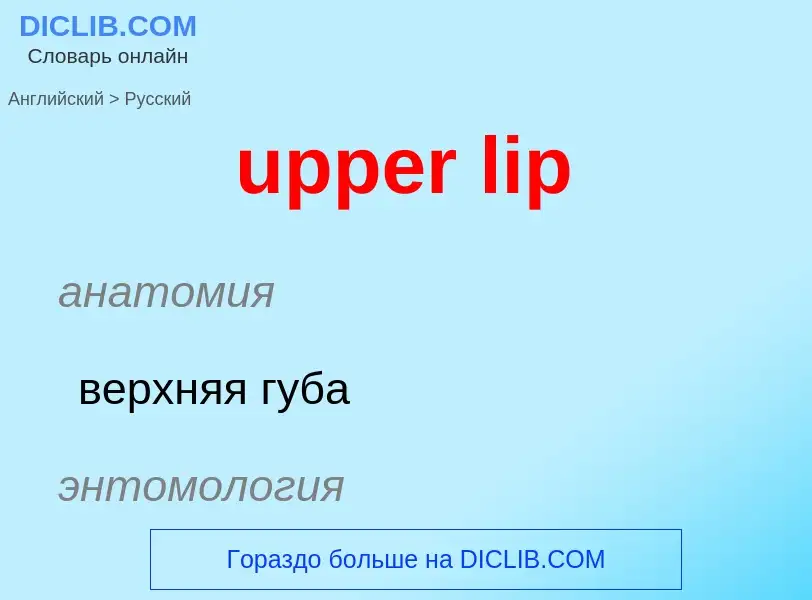 Как переводится upper lip на Русский язык