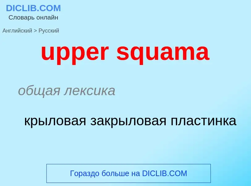 Как переводится upper squama на Русский язык