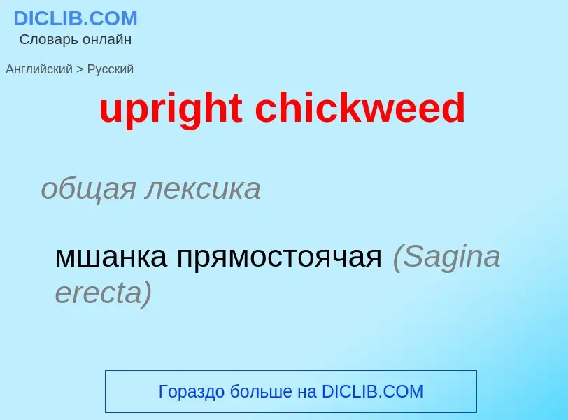 Vertaling van &#39upright chickweed&#39 naar Russisch