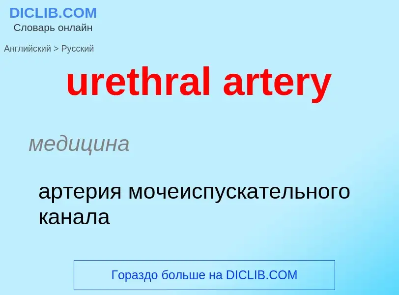 Как переводится urethral artery на Русский язык