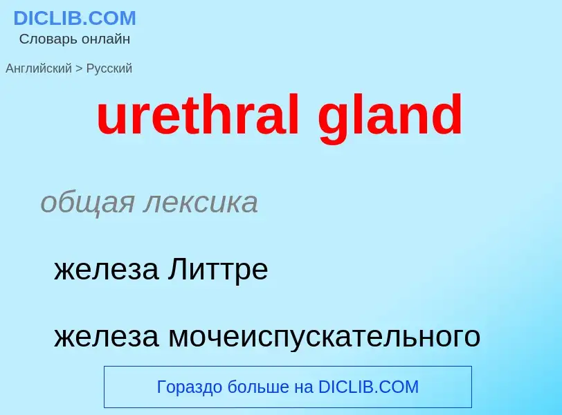 Как переводится urethral gland на Русский язык