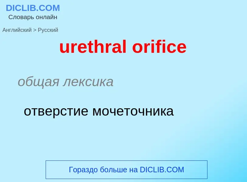 Как переводится urethral orifice на Русский язык