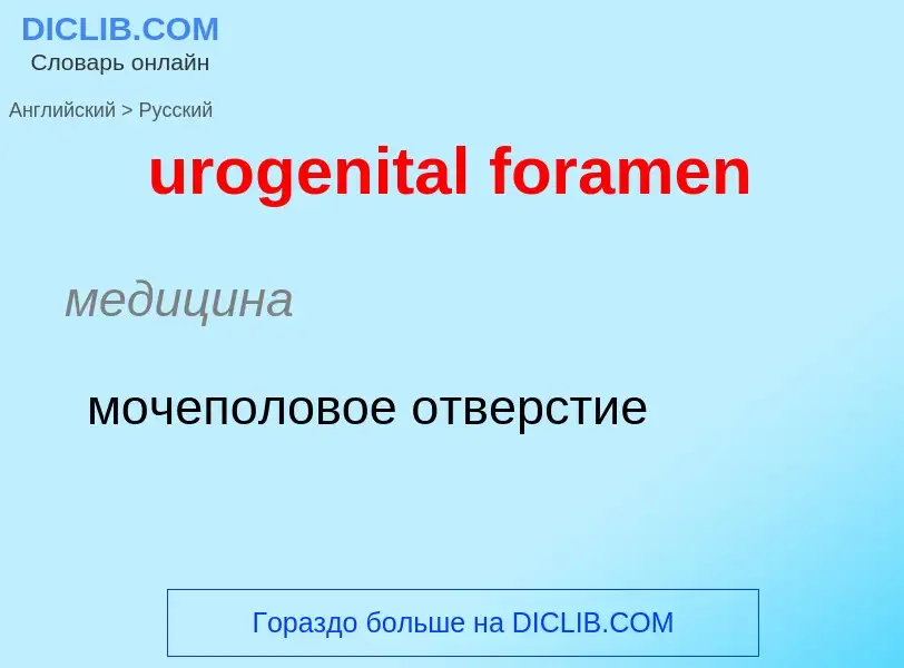 Übersetzung von &#39urogenital foramen&#39 in Russisch