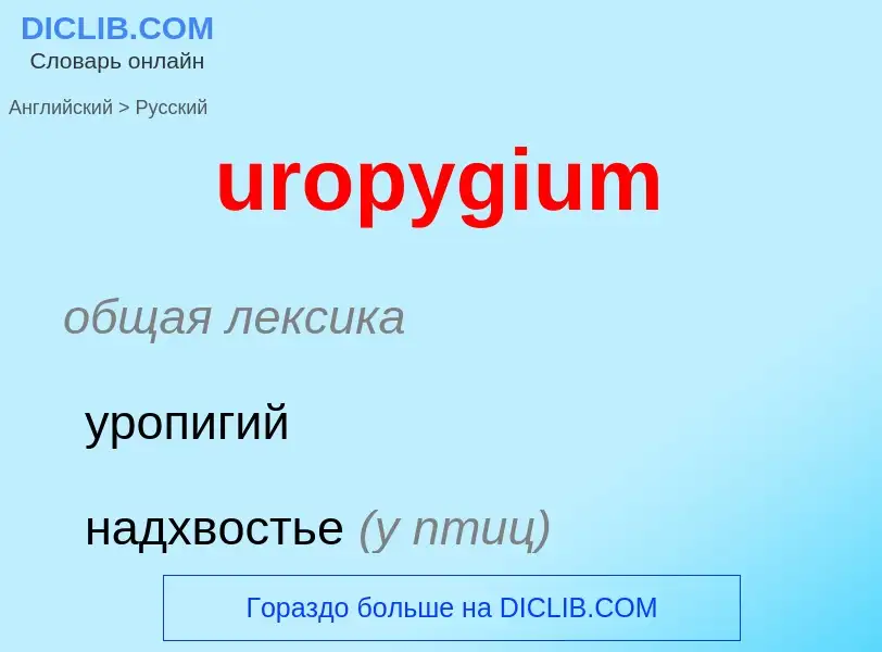 Как переводится uropygium на Русский язык