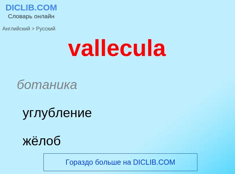 Как переводится vallecula на Русский язык