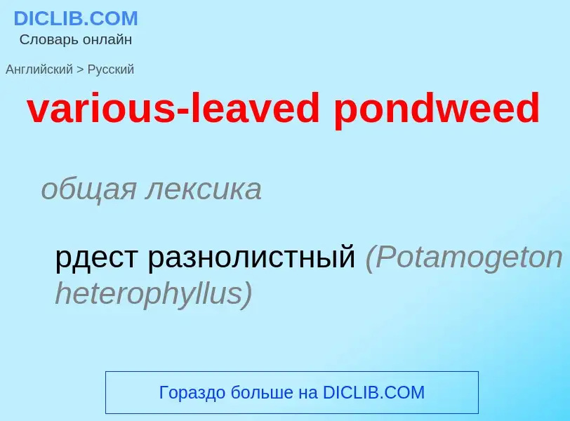 ¿Cómo se dice various-leaved pondweed en Ruso? Traducción de &#39various-leaved pondweed&#39 al Ruso