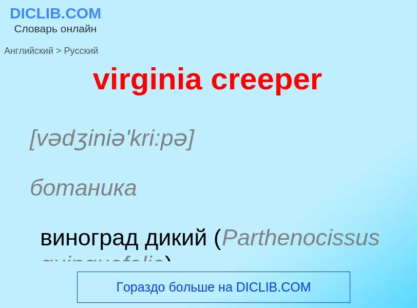 ¿Cómo se dice virginia creeper en Ruso? Traducción de &#39virginia creeper&#39 al Ruso