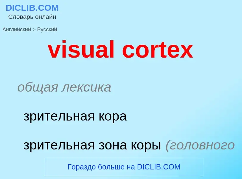 ¿Cómo se dice visual cortex en Ruso? Traducción de &#39visual cortex&#39 al Ruso