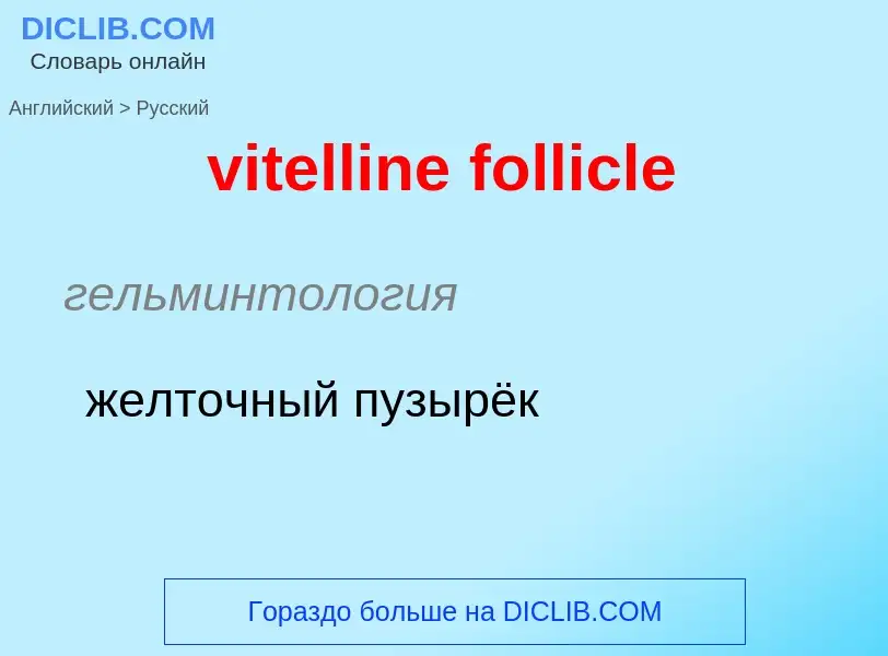 ¿Cómo se dice vitelline follicle en Ruso? Traducción de &#39vitelline follicle&#39 al Ruso