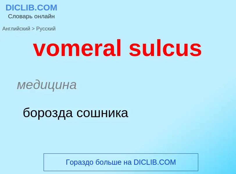 ¿Cómo se dice vomeral sulcus en Ruso? Traducción de &#39vomeral sulcus&#39 al Ruso