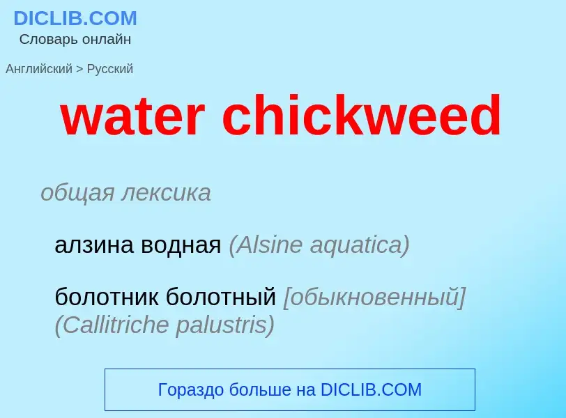 Vertaling van &#39water chickweed&#39 naar Russisch