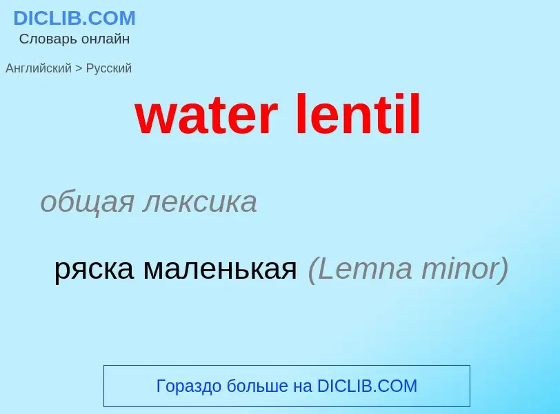 Как переводится water lentil на Русский язык