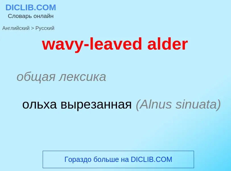 ¿Cómo se dice wavy-leaved alder en Ruso? Traducción de &#39wavy-leaved alder&#39 al Ruso