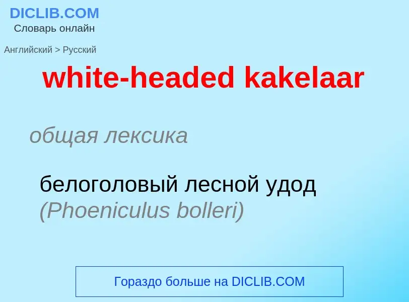 Как переводится white-headed kakelaar на Русский язык