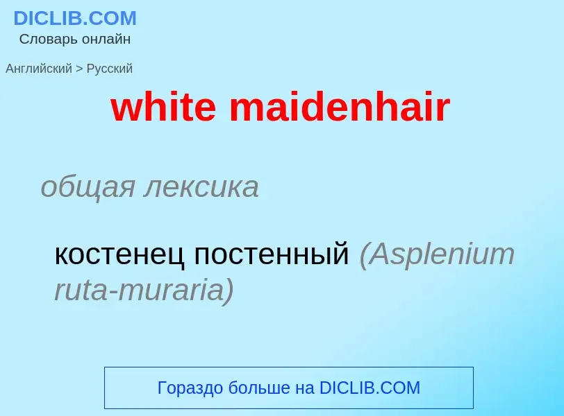 Vertaling van &#39white maidenhair&#39 naar Russisch