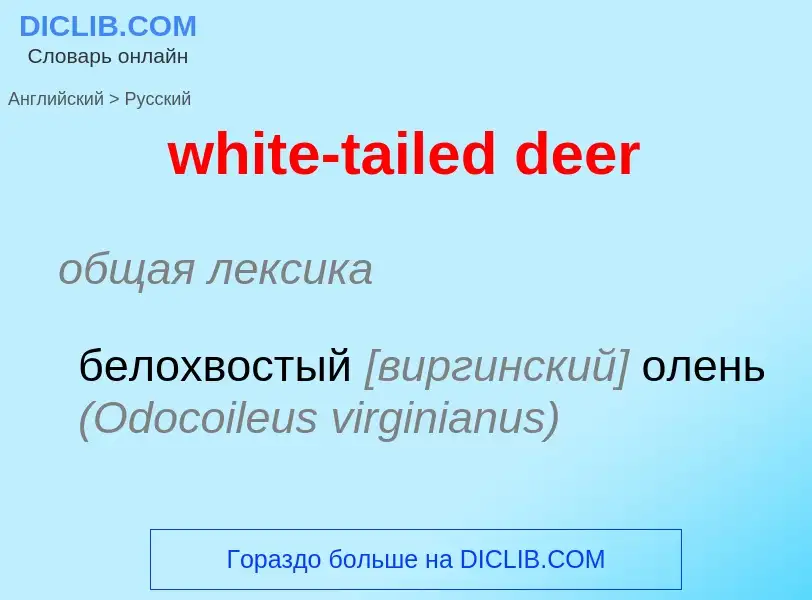 Übersetzung von &#39white-tailed deer&#39 in Russisch