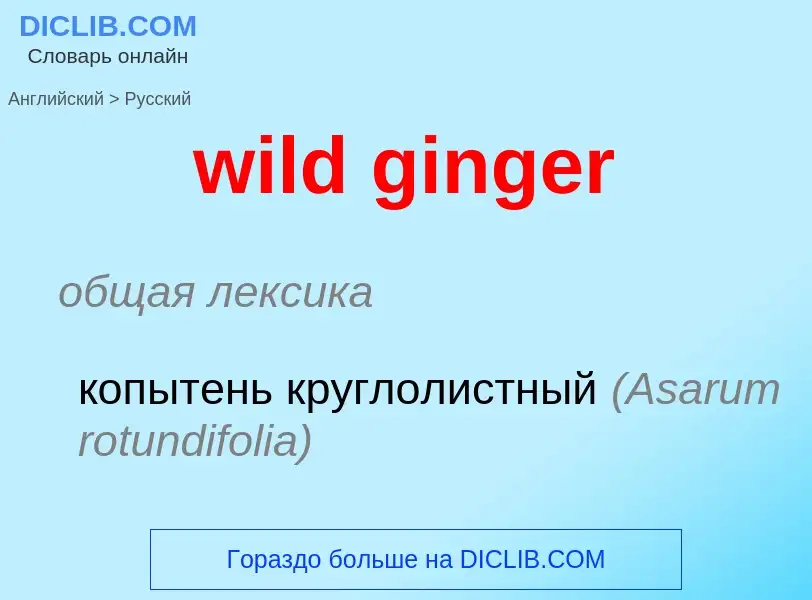 Μετάφραση του &#39wild ginger&#39 σε Ρωσικά