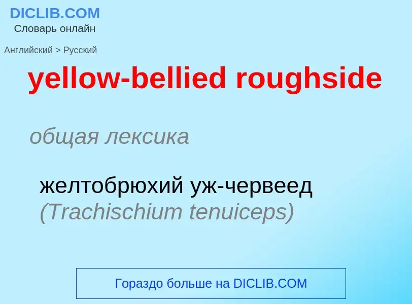 Как переводится yellow-bellied roughside на Русский язык