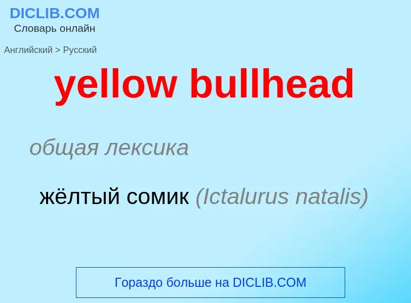 Как переводится yellow bullhead на Русский язык