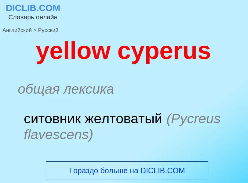 Как переводится yellow cyperus на Русский язык