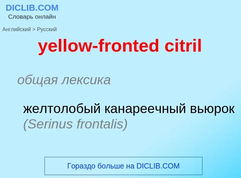 Как переводится yellow-fronted citril на Русский язык