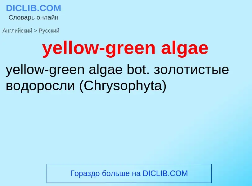 Как переводится yellow-green algae на Русский язык