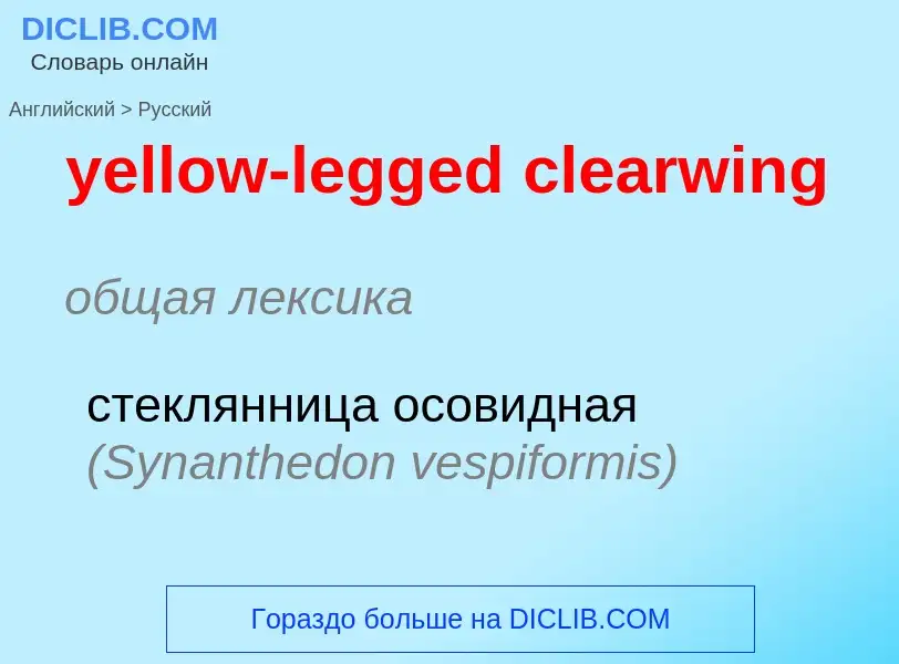 Como se diz yellow-legged clearwing em Russo? Tradução de &#39yellow-legged clearwing&#39 em Russo