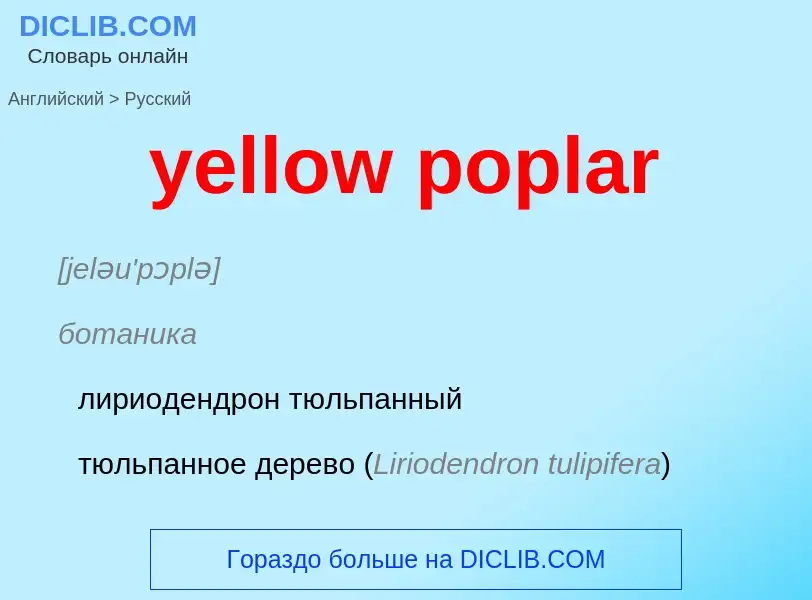 Como se diz yellow poplar em Russo? Tradução de &#39yellow poplar&#39 em Russo