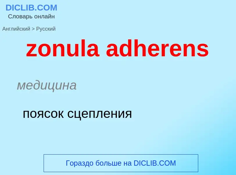 Vertaling van &#39zonula adherens&#39 naar Russisch