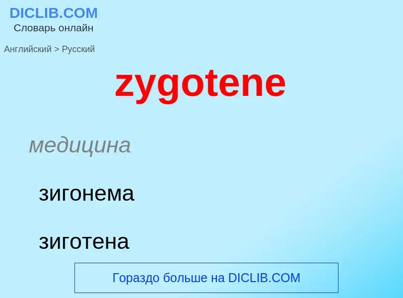 Как переводится zygotene на Русский язык