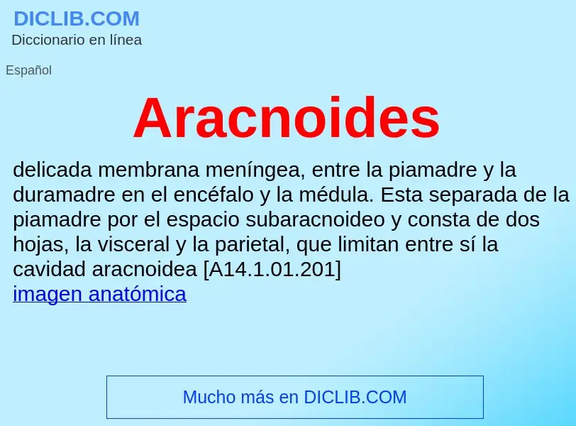 ¿Qué es Aracnoides? - significado y definición