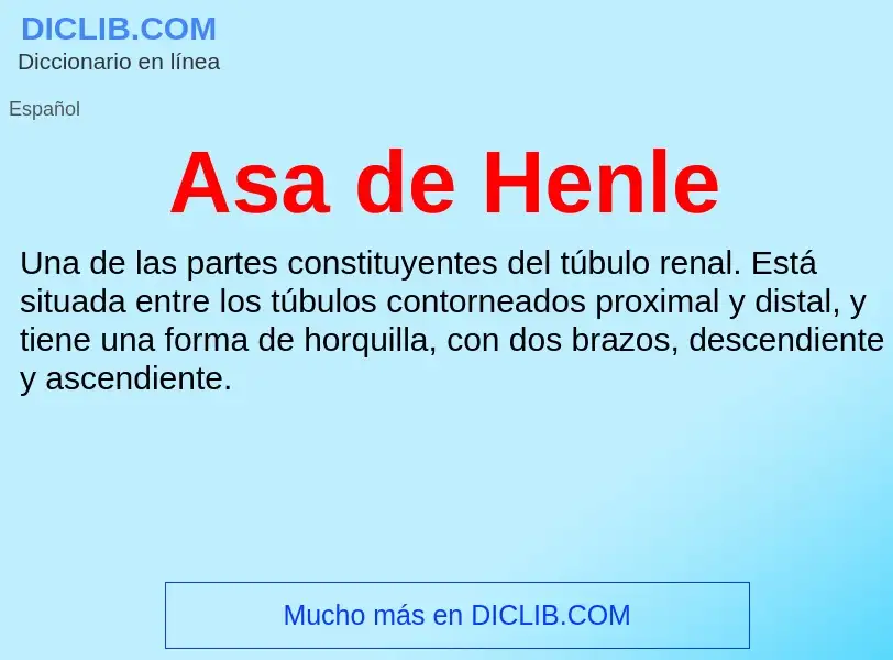 ¿Qué es Asa de Henle? - significado y definición