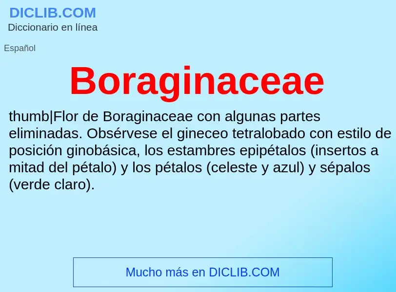 ¿Qué es Boraginaceae? - significado y definición