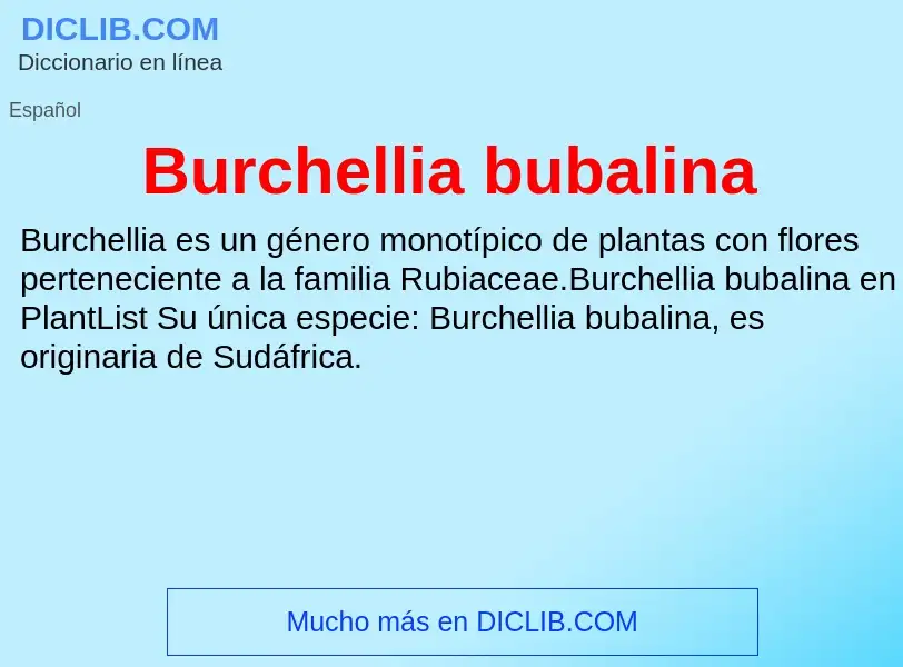 Τι είναι Burchellia bubalina - ορισμός