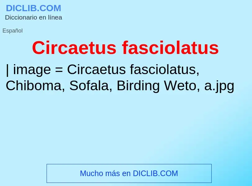 Was ist Circaetus fasciolatus - Definition