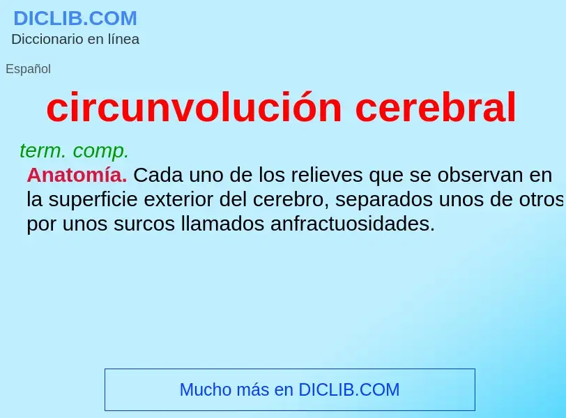 What is circunvolución cerebral - definition