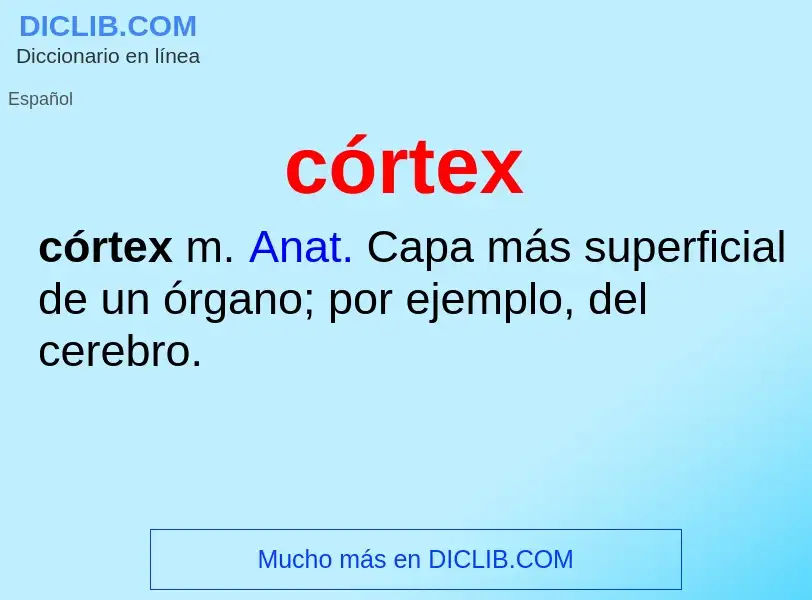 ¿Qué es córtex? - significado y definición