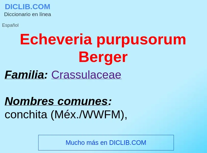 What is Echeveria purpusorum Berger - meaning and definition