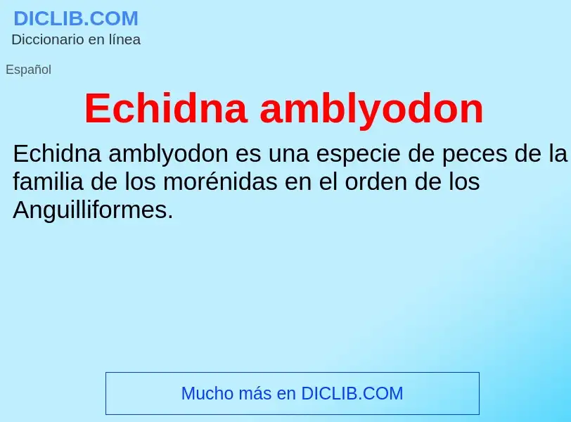 What is Echidna amblyodon - meaning and definition