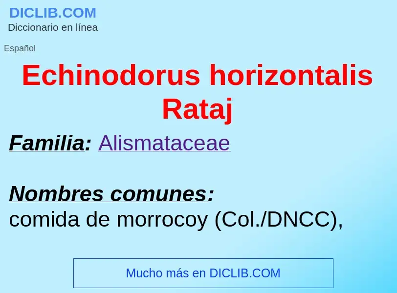 What is Echinodorus horizontalis Rataj - meaning and definition