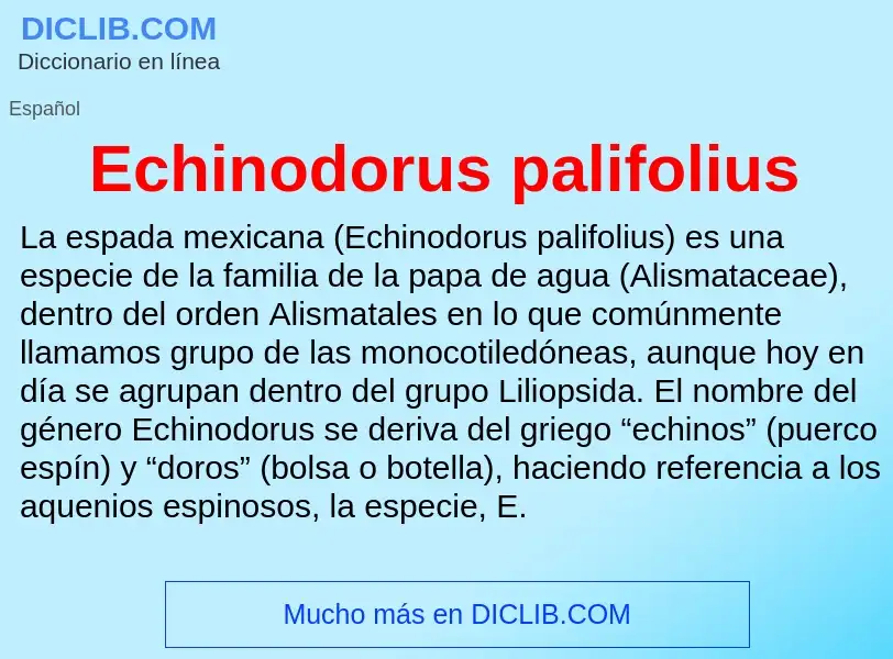 What is Echinodorus palifolius - meaning and definition