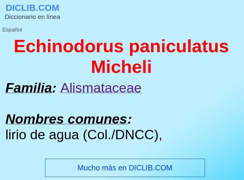 What is Echinodorus paniculatus Micheli - meaning and definition