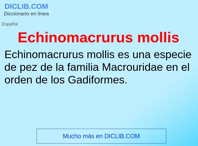 What is Echinomacrurus mollis - meaning and definition