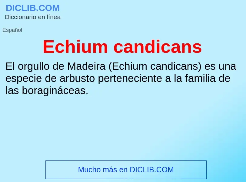 What is Echium candicans - meaning and definition