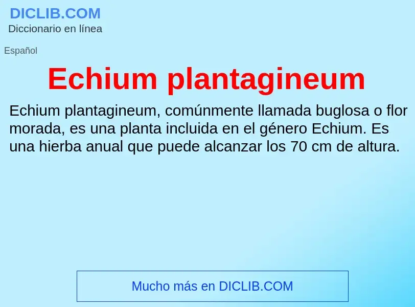 ¿Qué es Echium plantagineum? - significado y definición