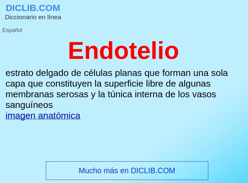 ¿Qué es Endotelio? - significado y definición