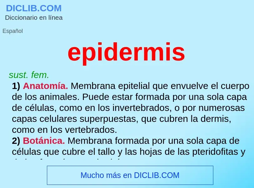 Wat is epidermis - definition