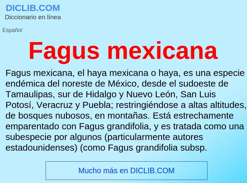 Che cos'è Fagus mexicana - definizione