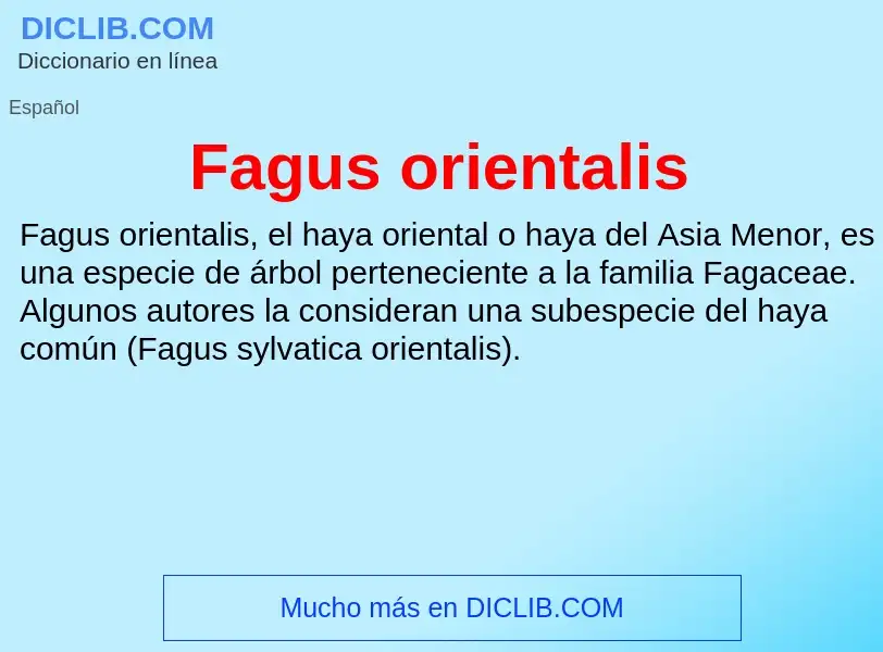 Che cos'è Fagus orientalis - definizione